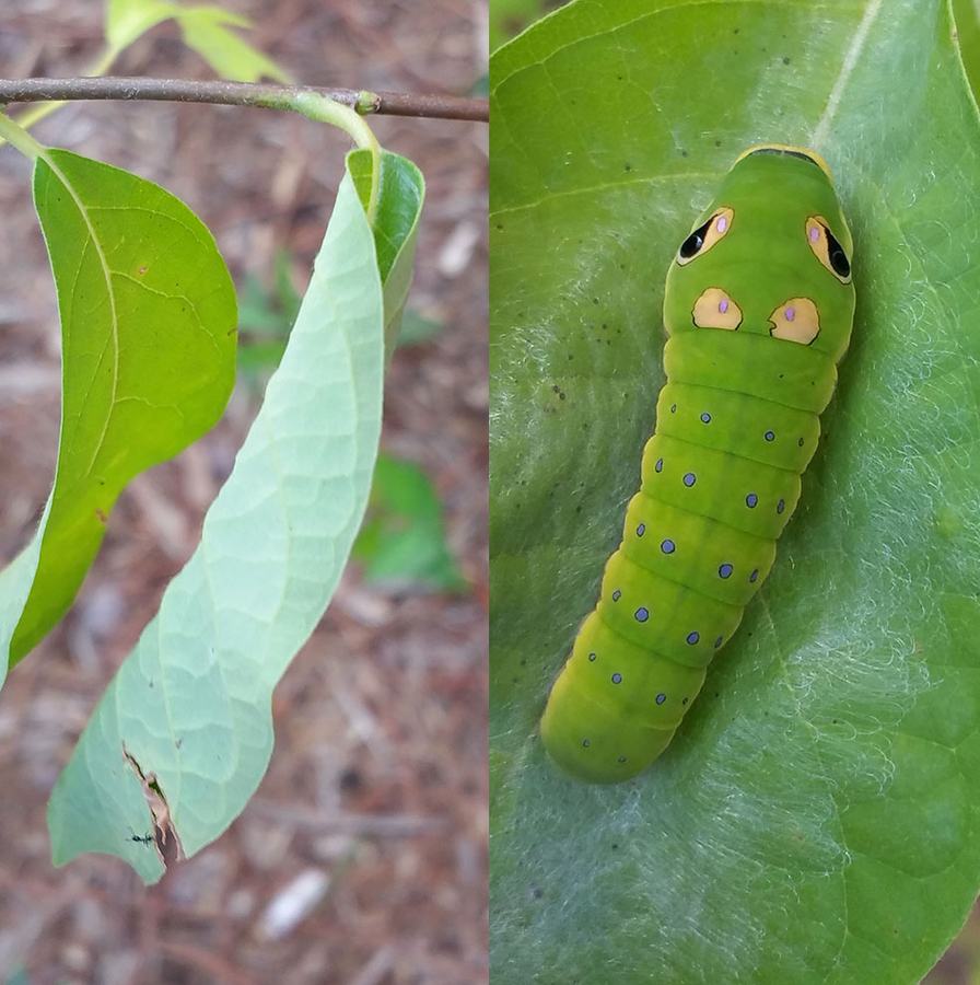 Spicebush swallowtail caterpillar on spicebush
