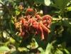 Cluster of curled reddish-brown dried seed pods among green leaves