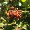 Datana spp. caterpillars feeding on blueberry. Photo via NC State University Plant Disease and Insect Clinic.