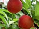 Two ripe peaches on peach tree