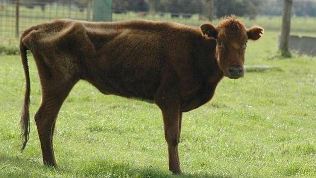starving cow