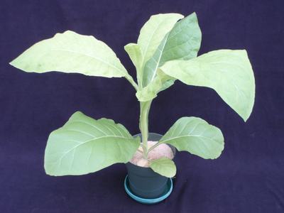 Young broad-leaf plant in a small plastic pot on a dark background