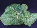 Green leafy vegetable with prominent white veins on dark background