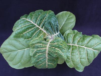 Green leafy vegetable with prominent white veins on dark background