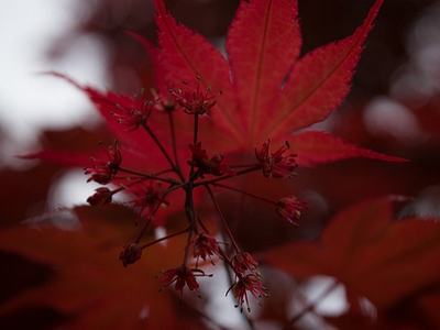 Red maple leaf with a central cluster of small red flower buds