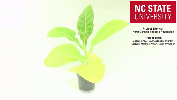 Figure 4. The 360-degree view of this symptomatic plant with a severe sulfur deficiency may be viewed by clicking on the above picture. ©2016 Forensic Floriculture