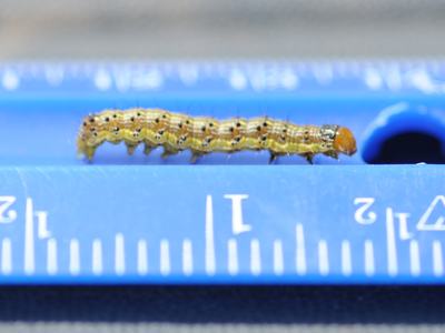 Green caterpillar crawling on a blue ruler marked "1"