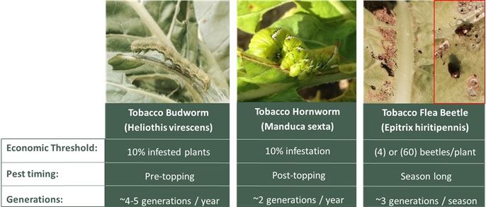 tobacco pests and their control Control of insects in stored