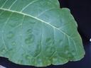 Green leaf with prominent central vein and sunken circular spots near the lower edge
