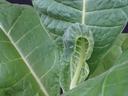 Fuzzy young leaf curling inward among large, veined green leaves