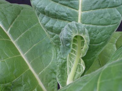 Fuzzy young leaf curling inward among large, veined green leaves