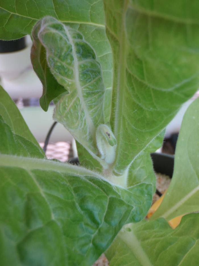 Figure 3. Intermediate Ca deficiency. Here both leaf deformation (tearing) and necrosis are present. ©2016 Forensic Floriculture