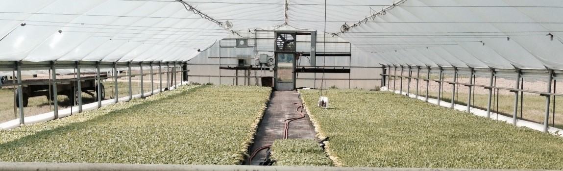 Improving Integrated Pest Management in Tobacco - Entomology