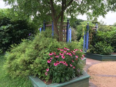 Pink coneflowers in a raised garden bed under a tree beside blue trellises and a gravel path