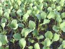 Seedling trays of young leafy brassica plants growing in individual nursery cells