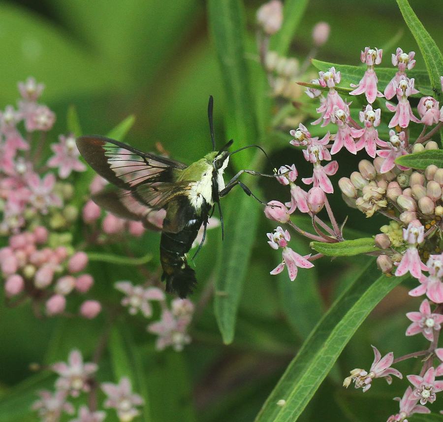 Hummingbird moth feeding on swamp milkweed.