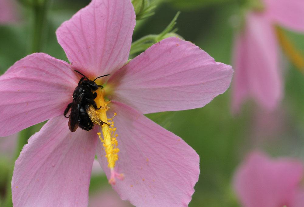 two-spotted longhorned bee