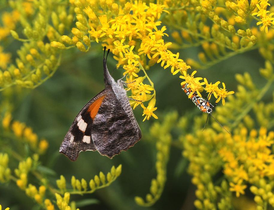 American snout butterfly and an Ailanthus webworm moth