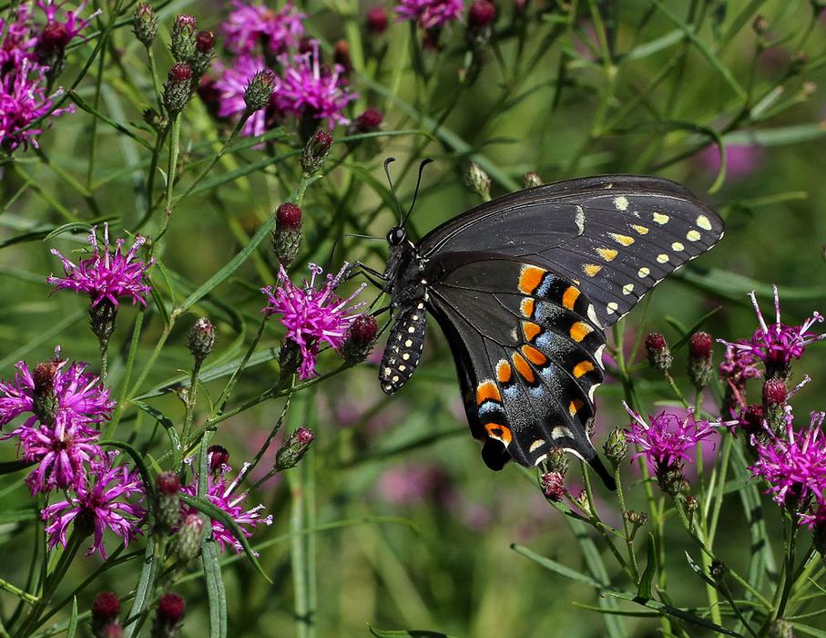 Black swallowtail on ironweed