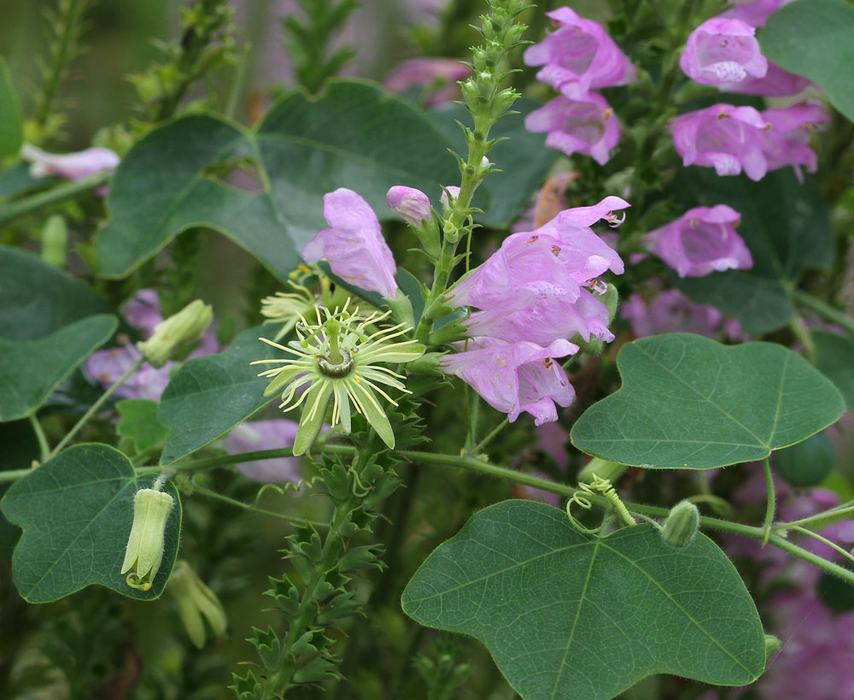 obedient plant and yellow passionflower