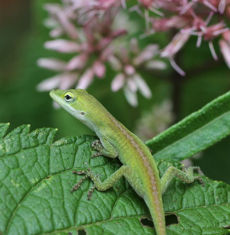 Young Carolina anole on joe-pye weed