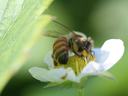 Honeybee collecting pollen on a white strawberry flower