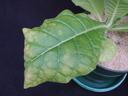 Large green potted leaf with prominent veins and small pale spots