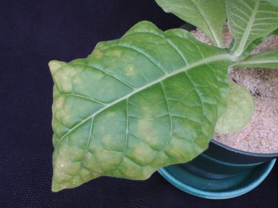 Large green potted leaf with prominent veins and small pale spots