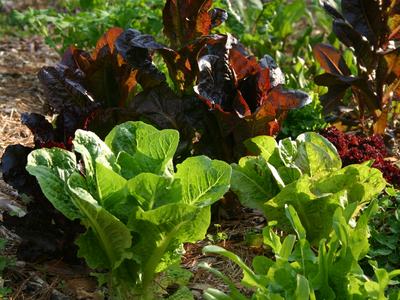 Green and red lettuce heads growing in a garden bed with straw mulch