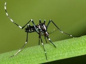 Black-and-white striped mosquito resting on a green leaf