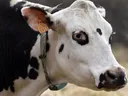 Black-and-white cow head with collar and orange ear tag reading "1955"