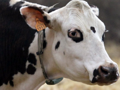 Black-and-white cow head with collar and orange ear tag reading "1955"