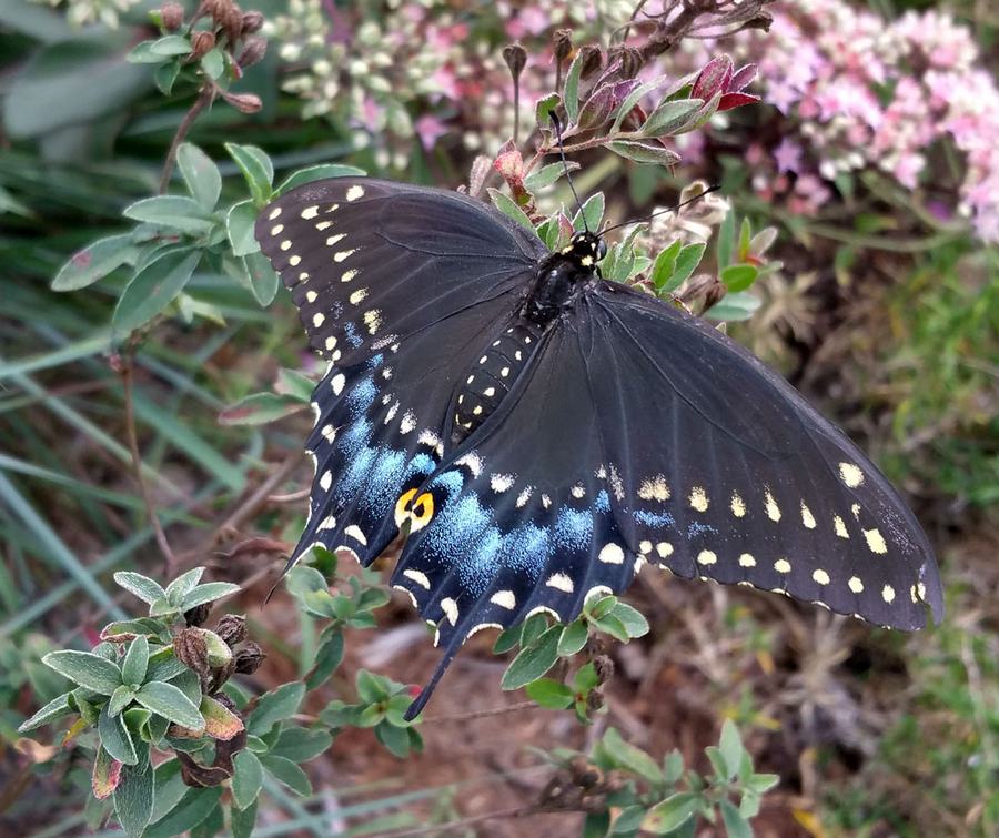Gorgeous black swallowtail. Photo by Debbie Roos.