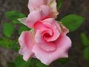 Pink rose bloom with unfurling petals and green leaves