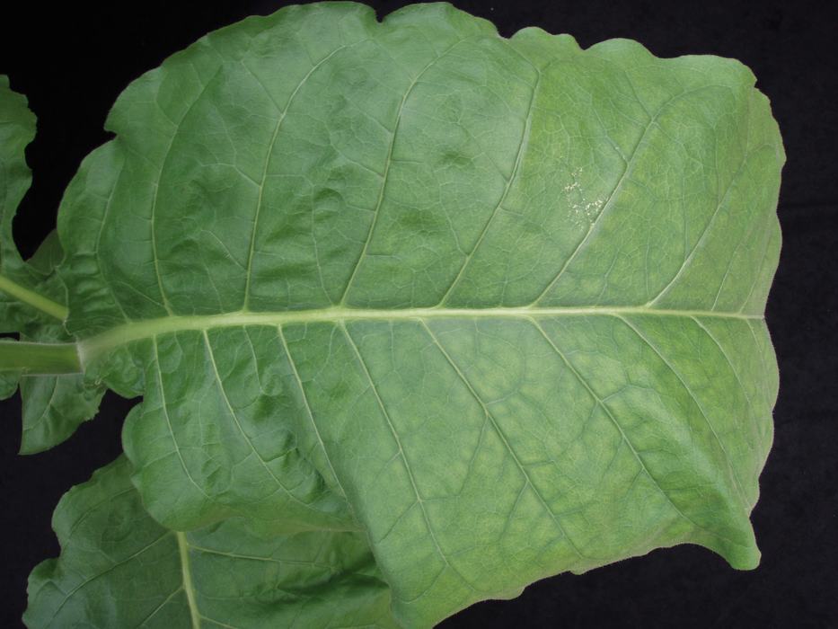 Figure 2. A closer view of a symptomatic leaf shows the pattern of chlorosis that begins on the margins, closer to the leaf tip. ©2016 Forensic Floriculture