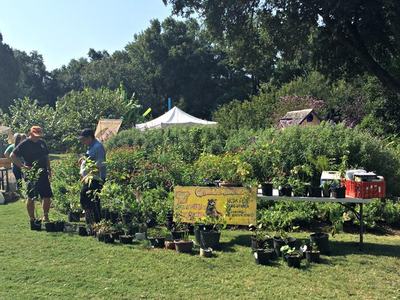 native plant festival