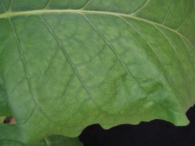 Green leaf with visible primary and secondary veins forming a reticulated network
