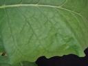 Green leaf with visible primary and secondary veins forming a reticulated network