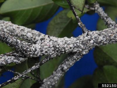 Tree branches densely covered with white, pebble-like scale insects