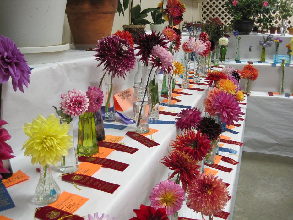 Rows of dahlia blooms in vases on a white table with award ribbons