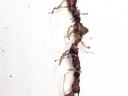 Thin brown plant root with multiple nodules and fine rootlets on a white background