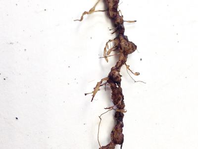 Thin brown plant root with multiple nodules and fine rootlets on a white background