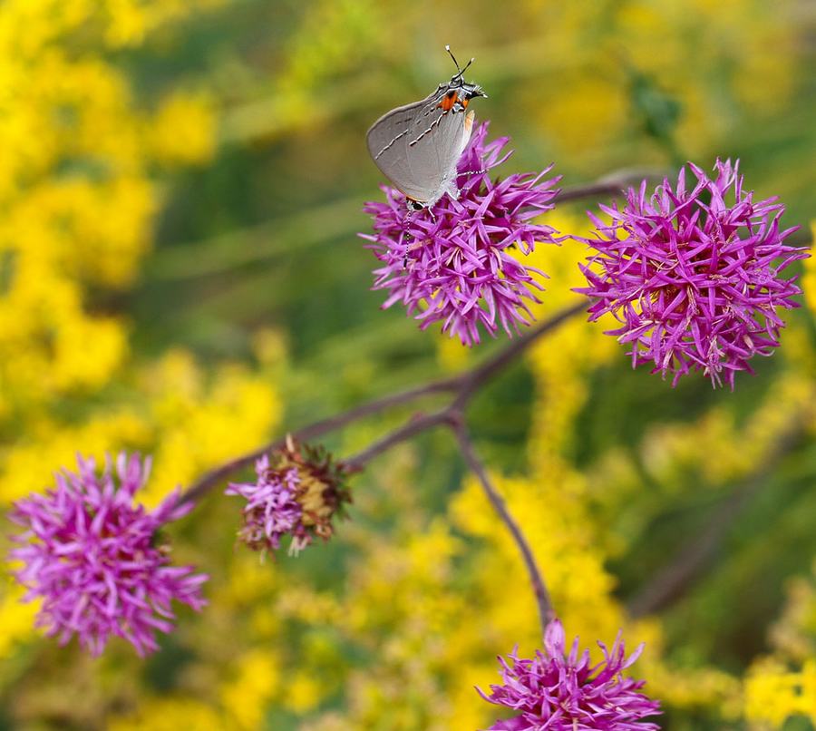 This pretty gray hairstreak seems to like this combo of stemless ironweed and Small's goldenrod. Photo by Debbie Roos.