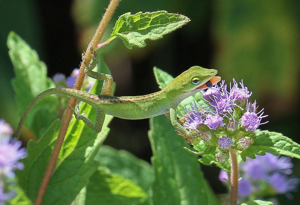 A young Carolina anole snatches a bee from the wild ageratum. Photo by Debbie Roos.