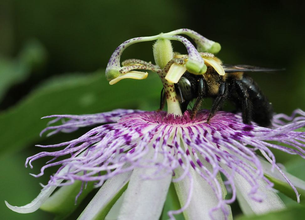 Carpenter bee sipping nectar from a purple passionflower bloom. Photo by Debbie Roos.
