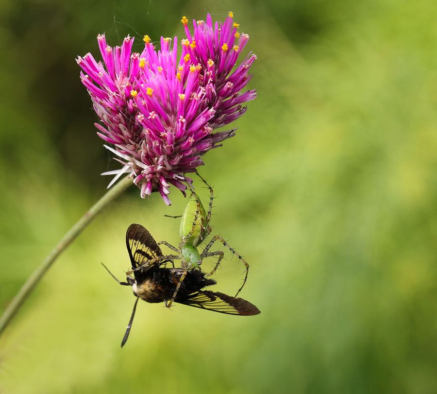 Green lynx spider enjoying a hummingbird moth meal while suspended from a globe amaranth flower. Photo by Debbie Roos.