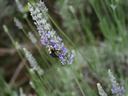 Bumblebee on a purple lavender flower spike collecting nectar