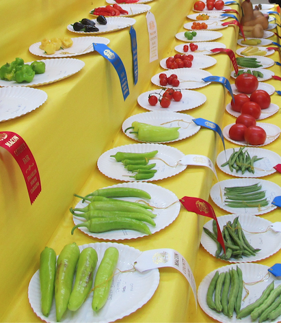 Variety of vegetables on paper plates with award ribbons displayed at a produce show