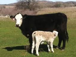 Black cow standing while light-colored calf nurses at her udder in grassy field