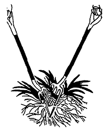 dividingforkdivision